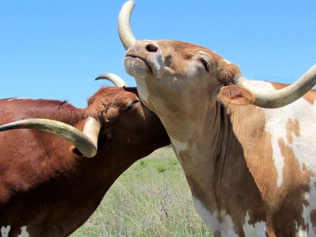 Two brown longhorned cattles.