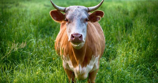 A brown and white cow in a grassland.