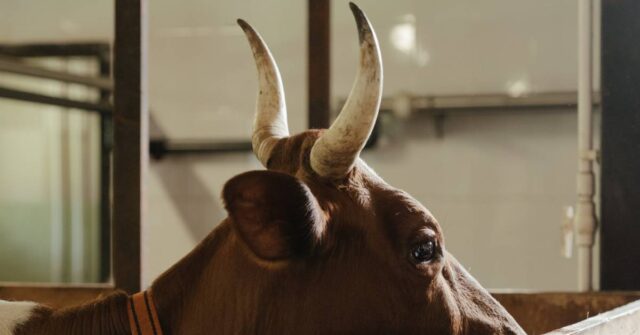 Brown and white cow in a wooden cage.