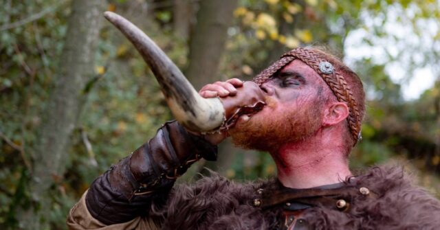 A real viking man drinking from a real horn.