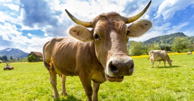 Cows in a grass farm meadow.