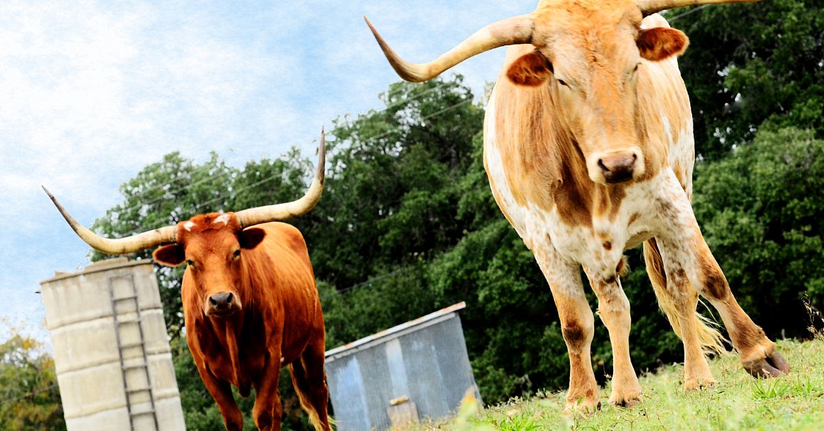Two Texas cattle with their iconic long horn.