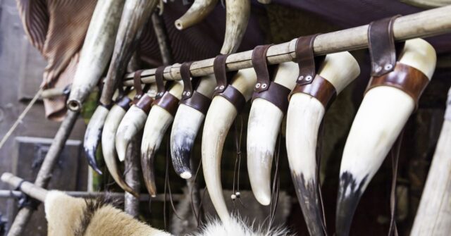 A row of authentic medieval drinking horns.