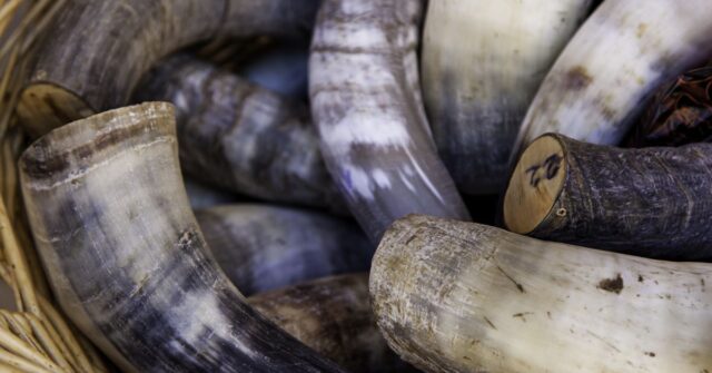 Raw and undecorated drinking horns of the medieval times.