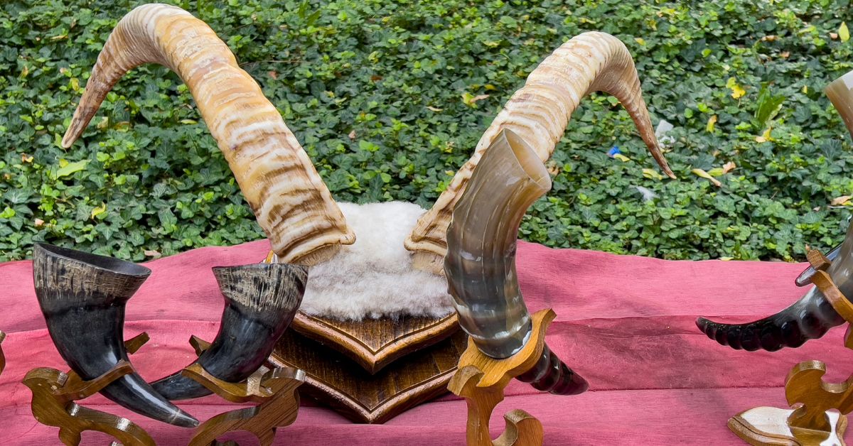 Different shapes and sizes of viking drinking horns.