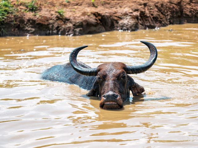 A buffalo enjoying a water pond.
