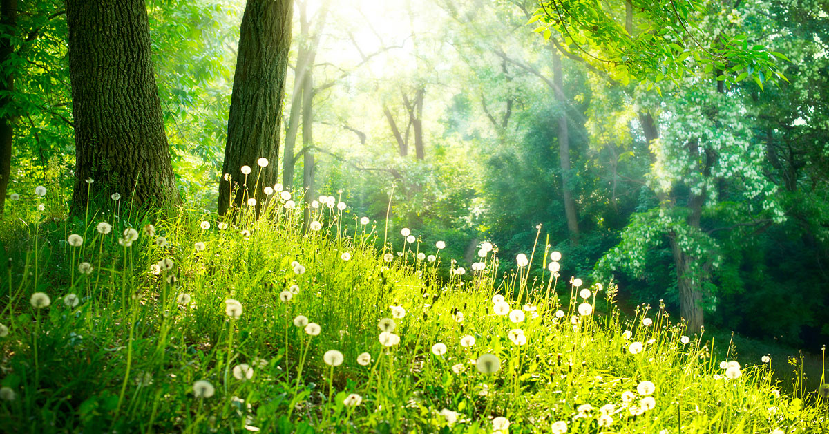 Beautiful landscape showing green grass with flowers coming up and trees.