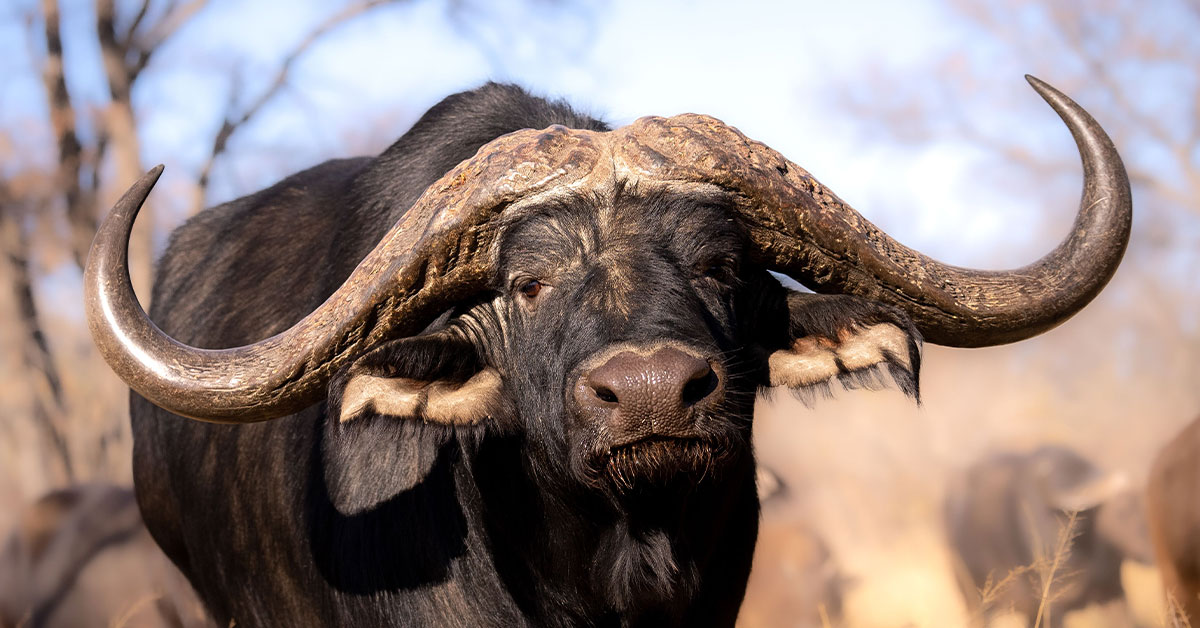 Close up shot of a wild Buffalo with enormous horns.